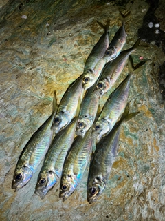 アジの釣果