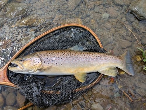 ブラウントラウトの釣果