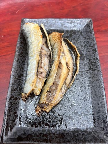 マイワシの釣果