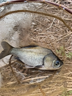 ヘラブナの釣果
