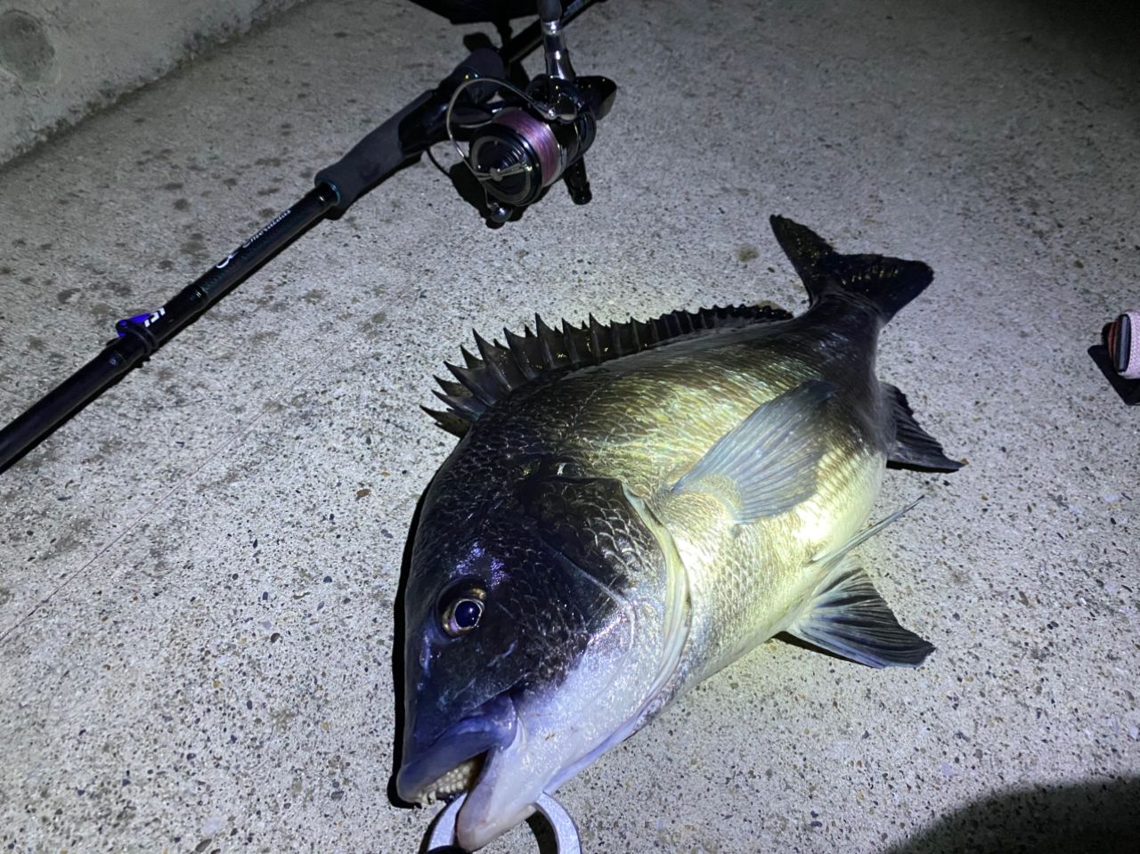 DAIWA 19エメラルダス MX 85MLM NTの最安値・インプレ・釣果 | 本音の
