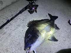 クロダイの釣果