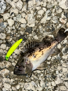 クロソイの釣果