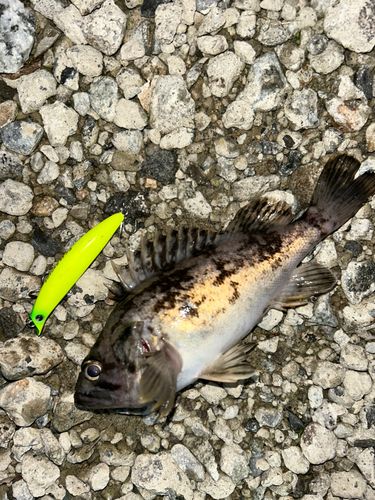 クロソイの釣果