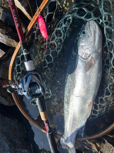 ニジマスの釣果
