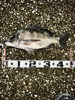 クロダイの釣果