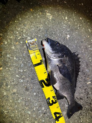 クロダイの釣果