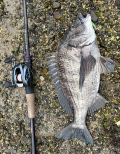 チヌの釣果