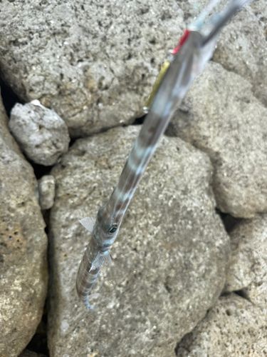 ヤガラの釣果