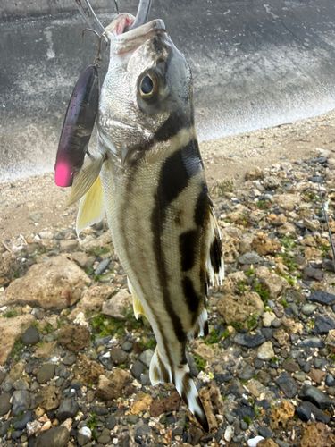 コトヒキの釣果