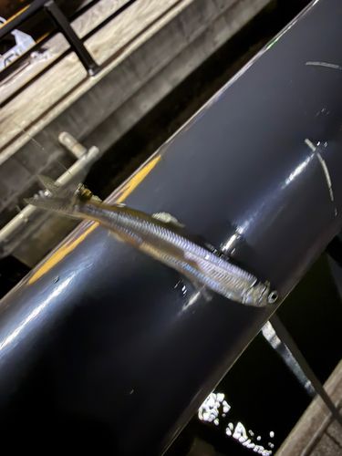 ワカサギの釣果