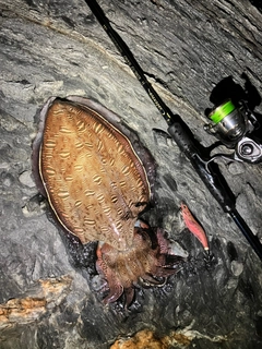 モンゴウイカの釣果