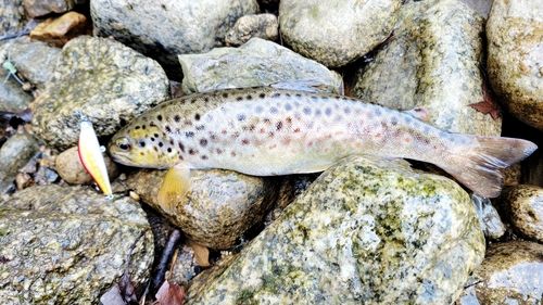 ブラウントラウトの釣果