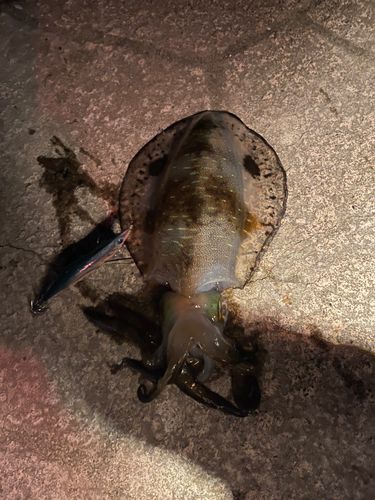 アオリイカの釣果
