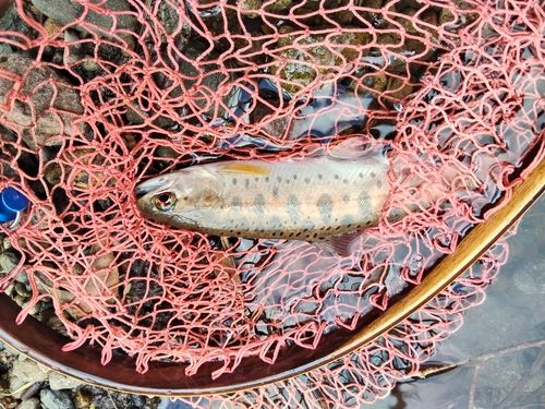 ヤマメの釣果