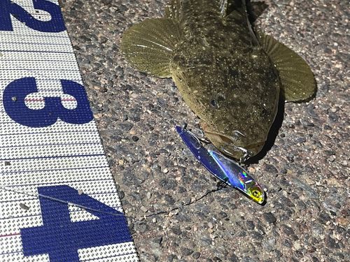 マゴチの釣果