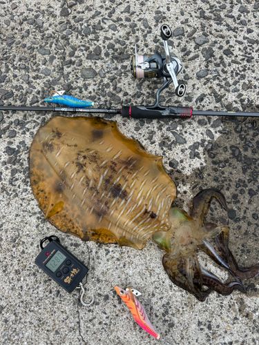 アオリイカの釣果