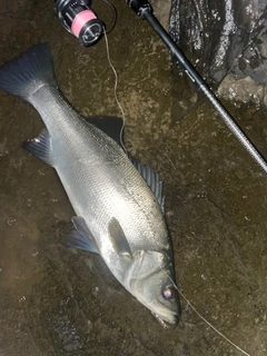 ヒラスズキの釣果