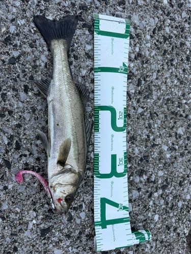 セイゴ（マルスズキ）の釣果