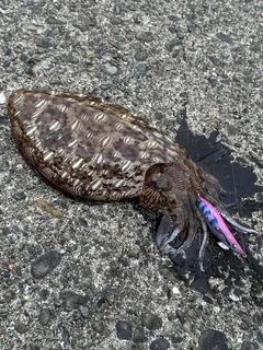 コウイカの釣果
