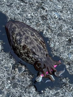 コウイカの釣果