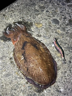 コウイカの釣果