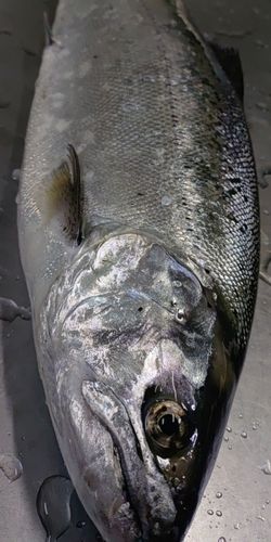 キザキマスの釣果