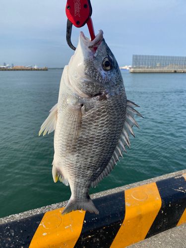 キビレの釣果