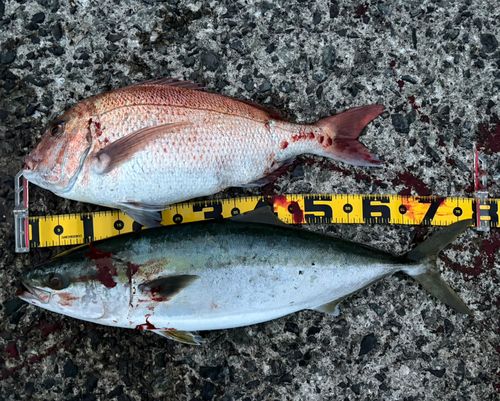 ハマチの釣果