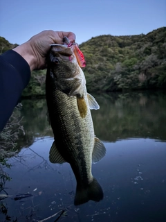 ラージマウスバスの釣果
