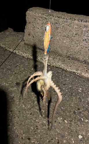 タコの釣果