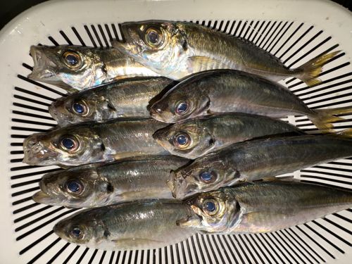 シリヤケイカの釣果