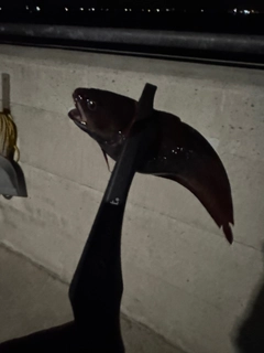 エゾイソアイナメの釣果