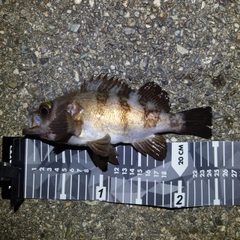 メバルの釣果