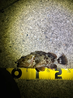 カサゴの釣果