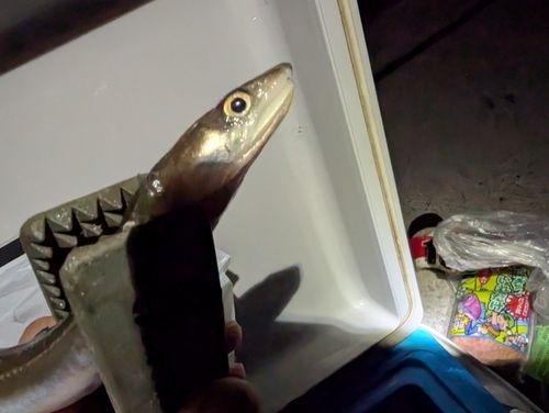 アナゴの釣果