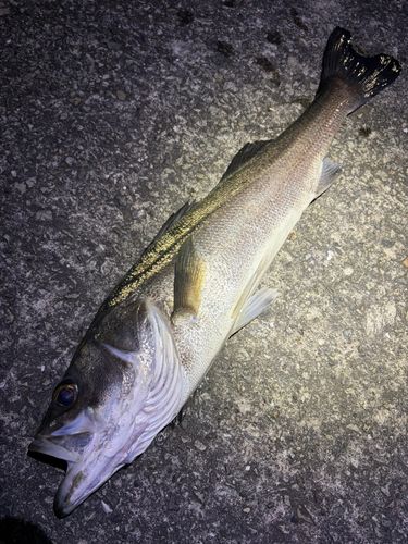 スズキの釣果