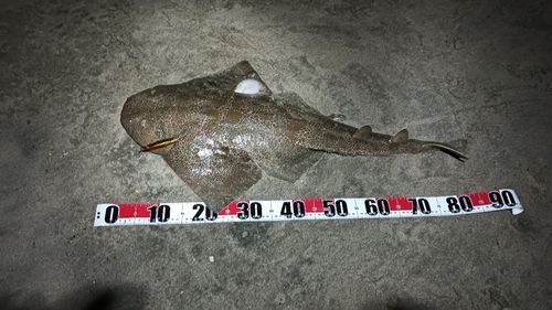 カスザメの釣果