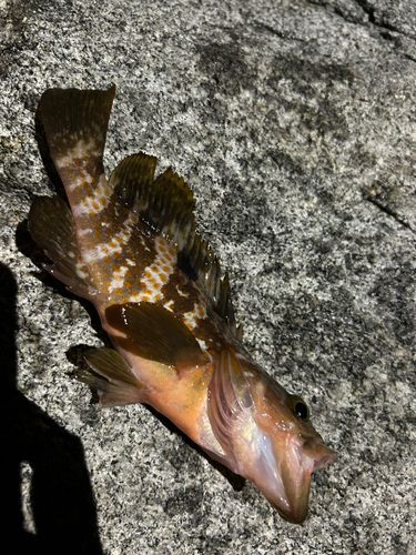 キジハタの釣果
