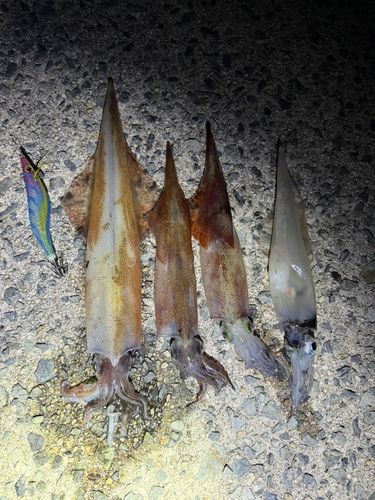 ヤリイカの釣果