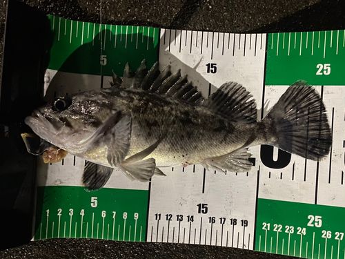 クロソイの釣果