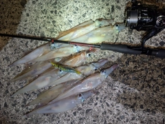 ヤリイカの釣果