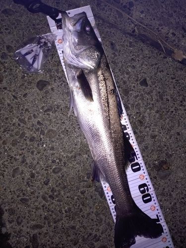 スズキの釣果