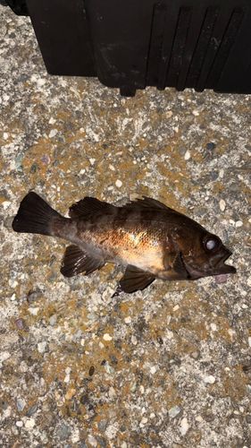 メバルの釣果