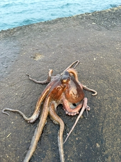 タコの釣果