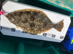 ヒラメの釣果
