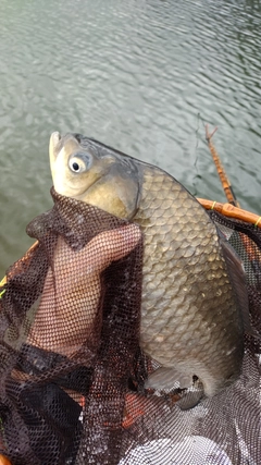 ヘラブナの釣果