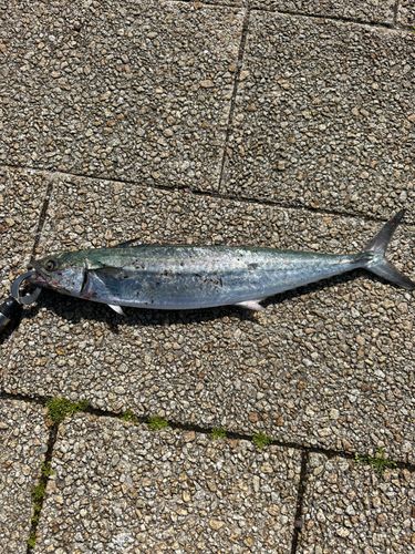サゴシの釣果