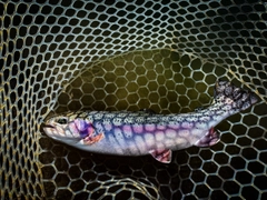 レインボートラウトの釣果