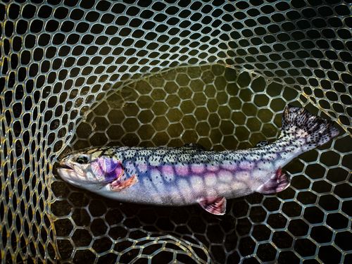 レインボートラウトの釣果